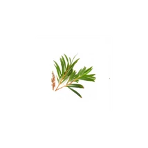 Teafa 100%-os tisztaságú illóolaj (10 ml)