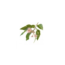 Eukaliptusz 100%-os tisztaságú illóolaj (10 ml)